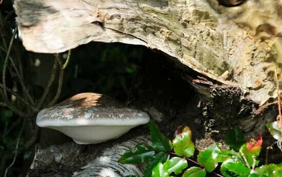 Fungi on branch 