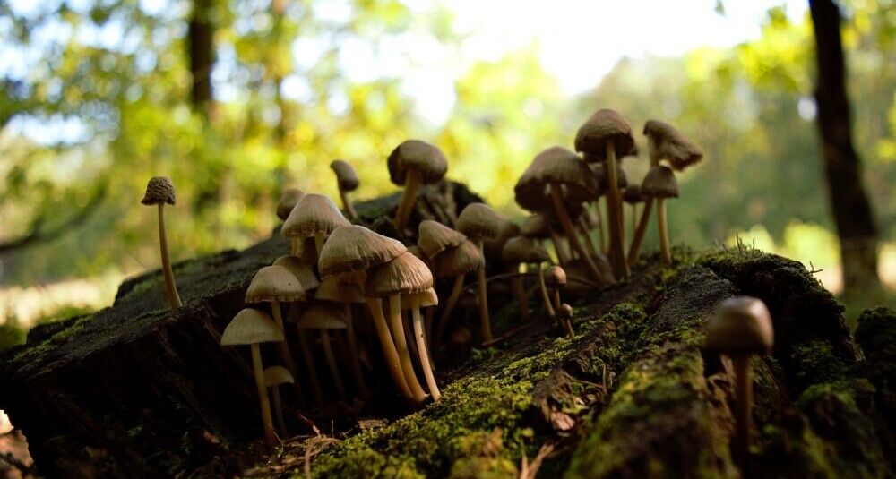 Mushroom in the forest at autumn