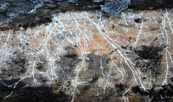 Mycelium roots