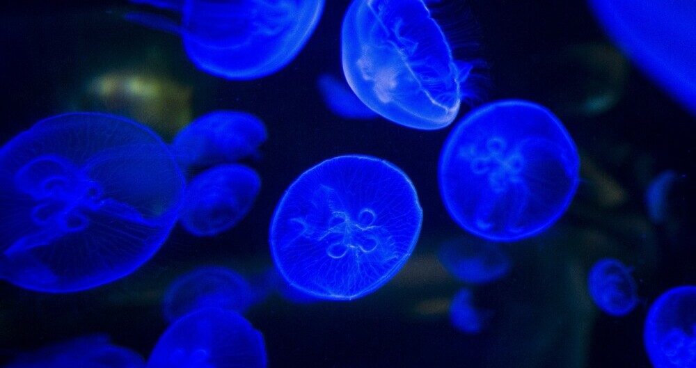 bioluminescent fungi