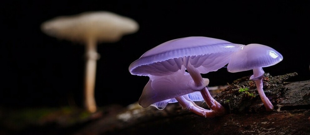 Fungi  in quasi EU colors