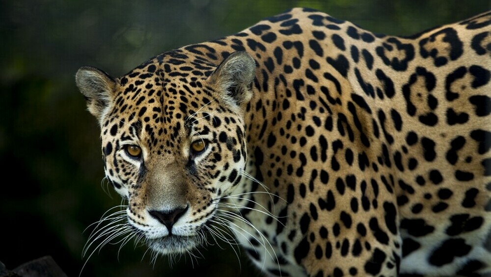 Jaguar 