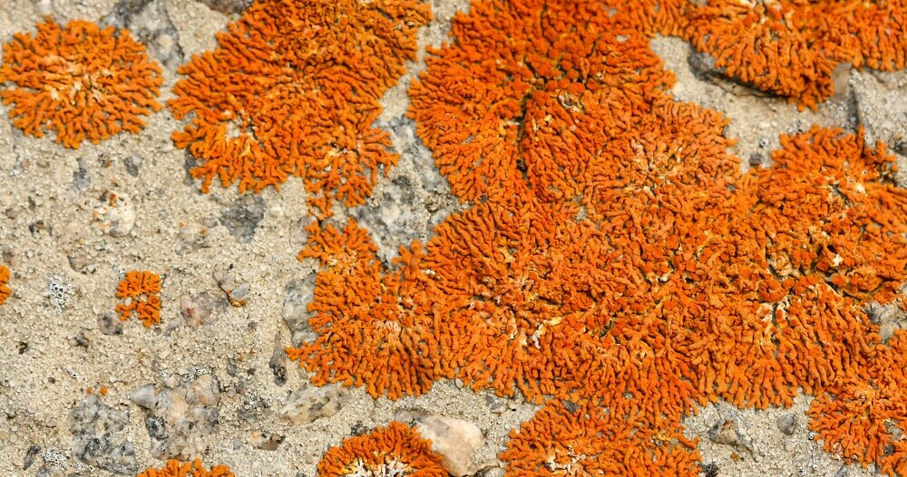 lichen