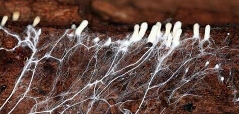 mycelium