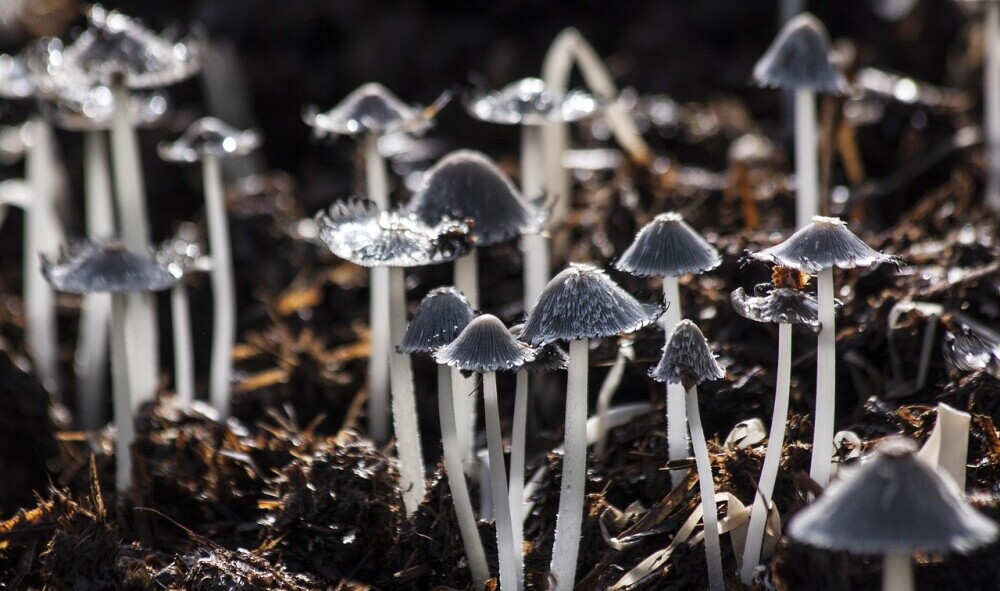 fungi on soil